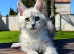 Emir - Maine Coon Kitten For Sale - Millingport&comma; NC&comma; US