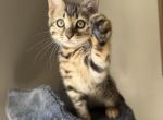 Ashley female bengal kitten - Bengal Kitten For Sale - 