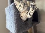 Mary Kate female bengal kitten - Bengal Kitten For Sale - 