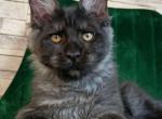 Boy V107 - Maine Coon Kitten For Sale - Millingport&comma; NC&comma; US