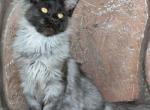 Boy V110 - Maine Coon Kitten For Sale - Millingport&comma; NC&comma; US