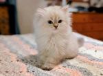 CFA Registered Blue Point Female - Himalayan Kitten For Sale - 