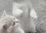 Luxury Kitty Love - British Shorthair Kitten For Sale - Des Moines&comma; WA&comma; US