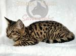 F4 Mr white - Savannah Kitten For Sale - Lakeland&comma; FL&comma; US