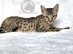 SBT savannah Yellow - Savannah Kitten For Sale - 