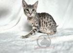 SBT savannah Purple - Savannah Kitten For Sale - 