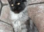 Boy V110 - Maine Coon Kitten For Sale - Virginia Bch&comma; VA&comma; US