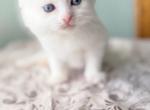 Boy S4 - Siberian Kitten For Sale - Virginia Bch&comma; VA&comma; US