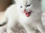 Girl S7 - Siberian Kitten For Sale - Virginia Bch&comma; VA&comma; US
