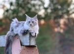 Posh - Maine Coon Cat For Sale/Service - Vass&comma; NC&comma; US