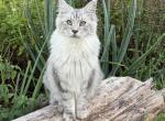 Silver Maine Coon - Maine Coon Cat For Sale/Service - Vass&comma; NC&comma; US