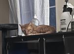 Milo - Domestic Cat For Adoption - Cartersville&comma; GA&comma; US