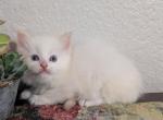 Milo - Ragdoll Kitten For Sale - 