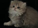 Same litter - British Shorthair Kitten For Sale - 