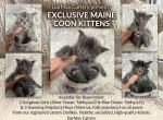 Exclusive Maine Coon Litter - Maine Coon Kitten For Sale - 