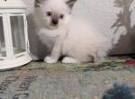 Teddy - Ragdoll Kitten For Sale - 
