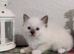 Charlie - Ragdoll Kitten For Sale - 