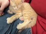 Poly Phoenix of Maya - Polydactyl Kitten For Sale - WI&comma; US