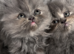 Princess Peach - Persian Kitten For Sale - 