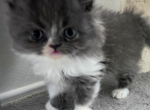 Sox - Persian Kitten For Sale - 