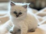 Ariel Spring Litter G - Himalayan Kitten For Sale - Tampa&comma; FL&comma; US