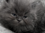 Smoky - Domestic Kitten For Sale - 