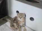 Coral - Scottish Straight Kitten For Sale - 