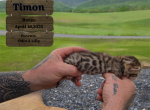 Timon - Bengal Kitten For Sale - 