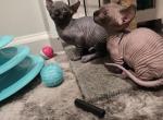 Canadian bambinoo sphinx - Sphynx Kitten For Sale - Philadelphia&comma; PA&comma; US