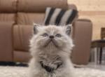 Black Collar - Ragdoll Kitten For Sale - Meadville&comma; PA&comma; US