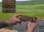 Charlotte - Bengal Kitten For Sale - Needmore&comma; PA&comma; US