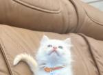 Orange Collar - Ragdoll Kitten For Sale - 