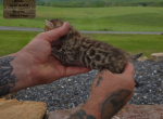 KODA Brown Bengal - Bengal Kitten For Sale - 