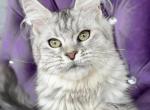 Umma ns22 Maine Coon - Maine Coon Kitten For Sale - 