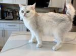Sweet Silver shaded girl - British Shorthair Cat For Sale/Retired Breeding - Fontana&comma; CA&comma; US