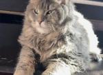 Giant & Gentle Blue Tabby Maine Coon Boy - Maine Coon Kitten For Sale - Gpo&comma; NY&comma; US