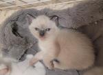 Kiara - Siamese Kitten For Sale - Claremont&comma; CA&comma; US