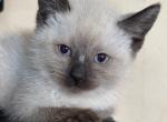Mari - Siamese Kitten For Sale - Conger&comma; IA&comma; US