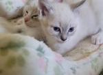 Ciara - Siamese Kitten For Sale - Claremont&comma; CA&comma; US