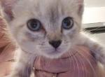 Lynx pointed siamese kittens - Siamese Kitten For Sale - 