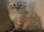 Simon AVAILABLE NOW - Himalayan Kitten For Sale - Peoria&comma; IL&comma; US