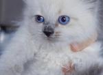 Tulip - Ragdoll Kitten For Sale - Punta Gorda&comma; FL&comma; US