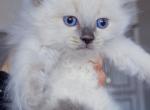 Daisy - Ragdoll Kitten For Sale - Punta Gorda&comma; FL&comma; US
