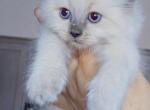 Bluebell - Ragdoll Kitten For Sale - Punta Gorda&comma; FL&comma; US