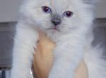 Cloud - Ragdoll Kitten For Sale - Punta Gorda&comma; FL&comma; US