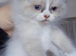 Sky - Ragdoll Kitten For Sale - Punta Gorda&comma; FL&comma; US