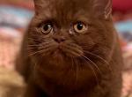 Forest - British Shorthair Kitten For Sale - 