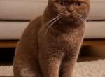 Kastan - British Shorthair Kitten For Sale - 