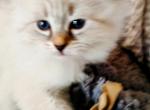 Kelly - Siberian Kitten For Sale - NJ&comma; US
