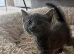 Russian Blues Kitten - Russian Blue Kitten For Sale - Charlotte&comma; NC&comma; US